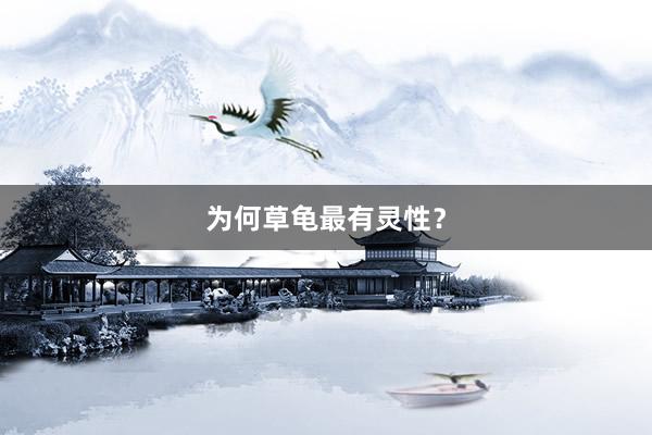 为何草龟最有灵性？
